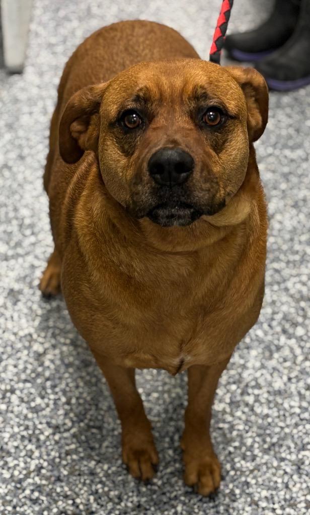 Kalaini, Adoptable, Adult Female Rottweiler & Mixed Breed.