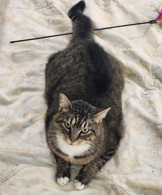 Enlarge LUCAS, a Adoptable Domestic Short Hair in Houston, TX image 1/1