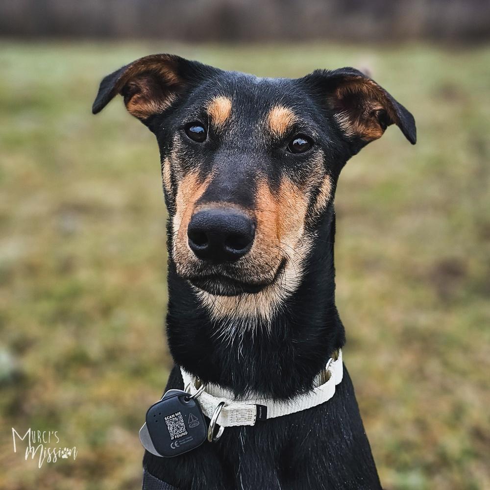 Enlarge Maeve, a Adoptable mixed breed in Spokane , WA image 3/6