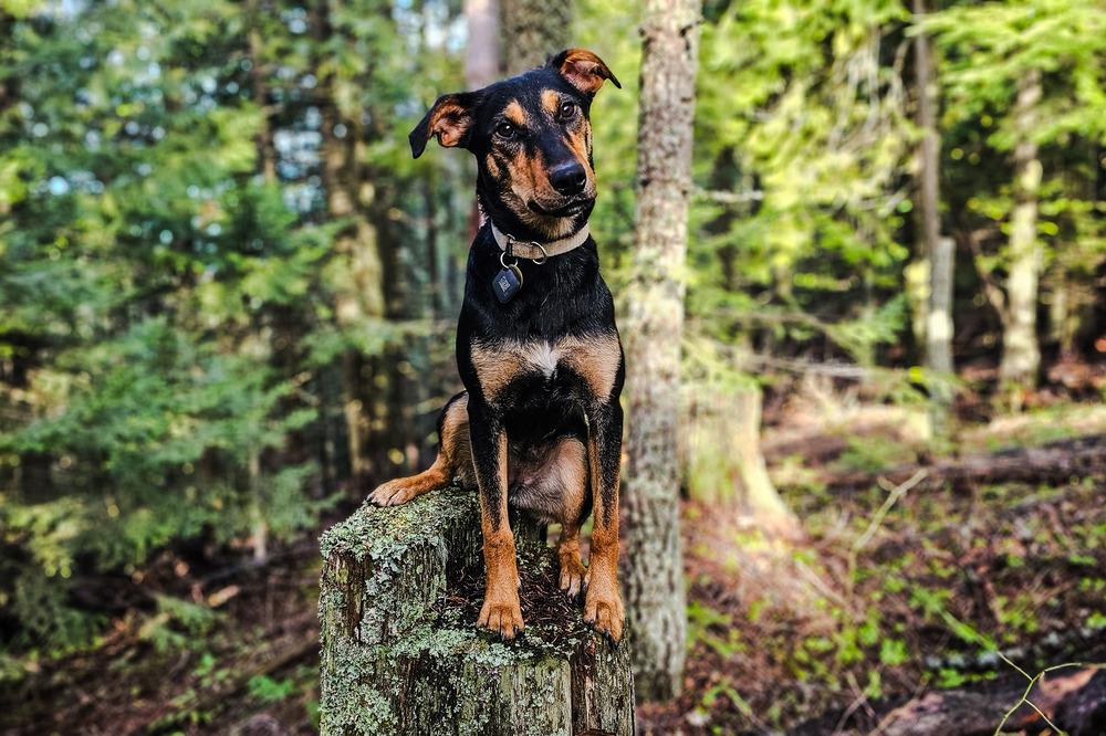 Enlarge Maeve, a Adoptable mixed breed in Spokane , WA image 4/6