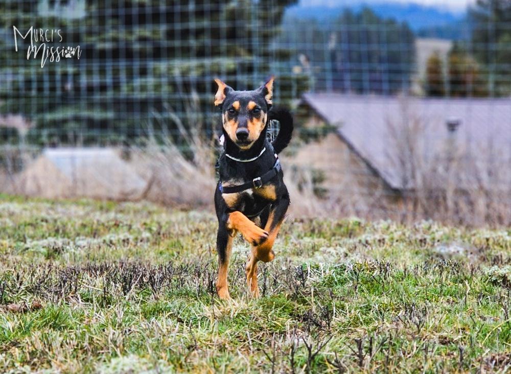 Enlarge Maeve, a Adoptable mixed breed in Spokane , WA image 6/6