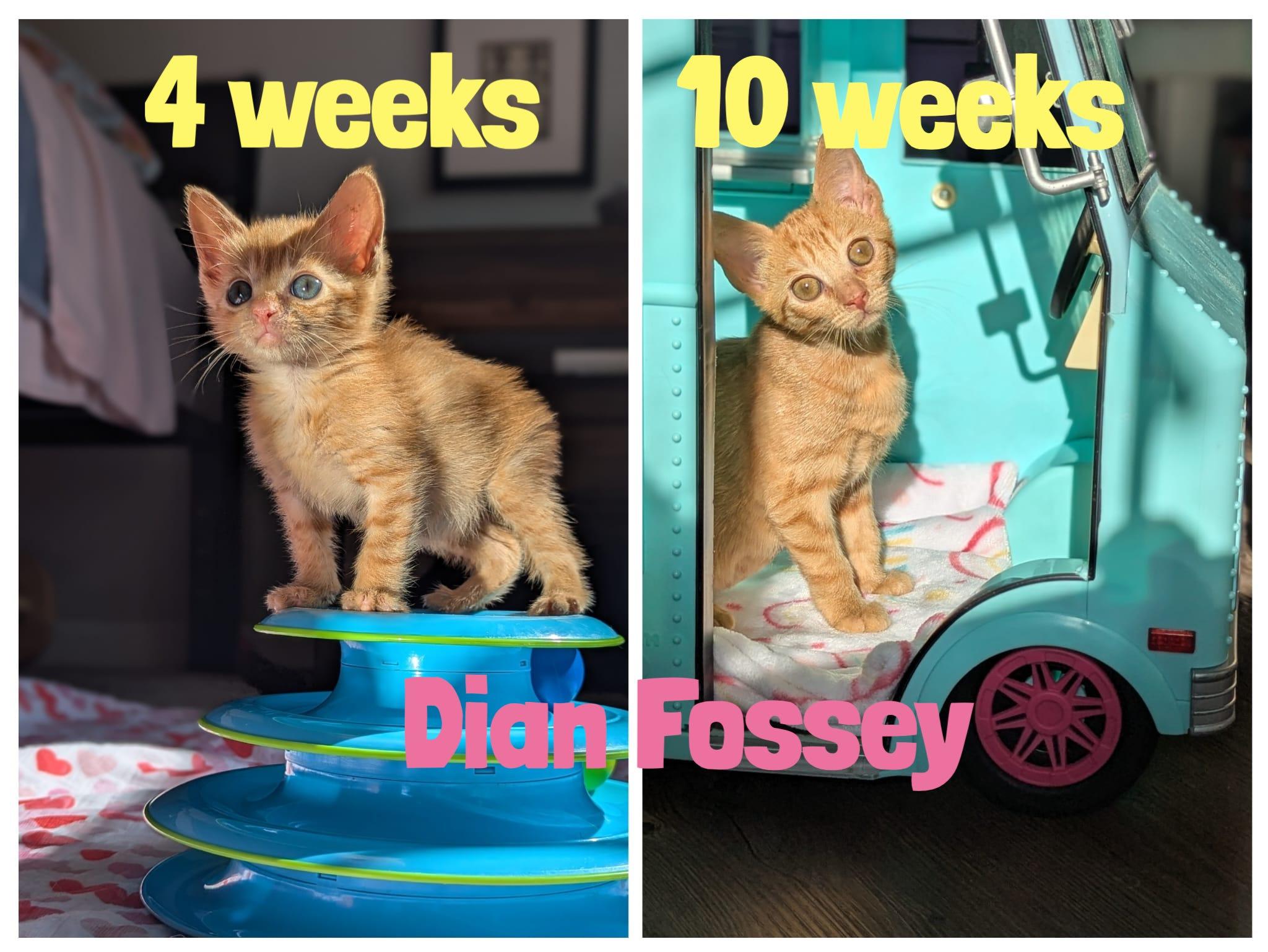 Dian (The Little Legends litter), ADOPTABLE, Kitten Female Domestic Short Hair.