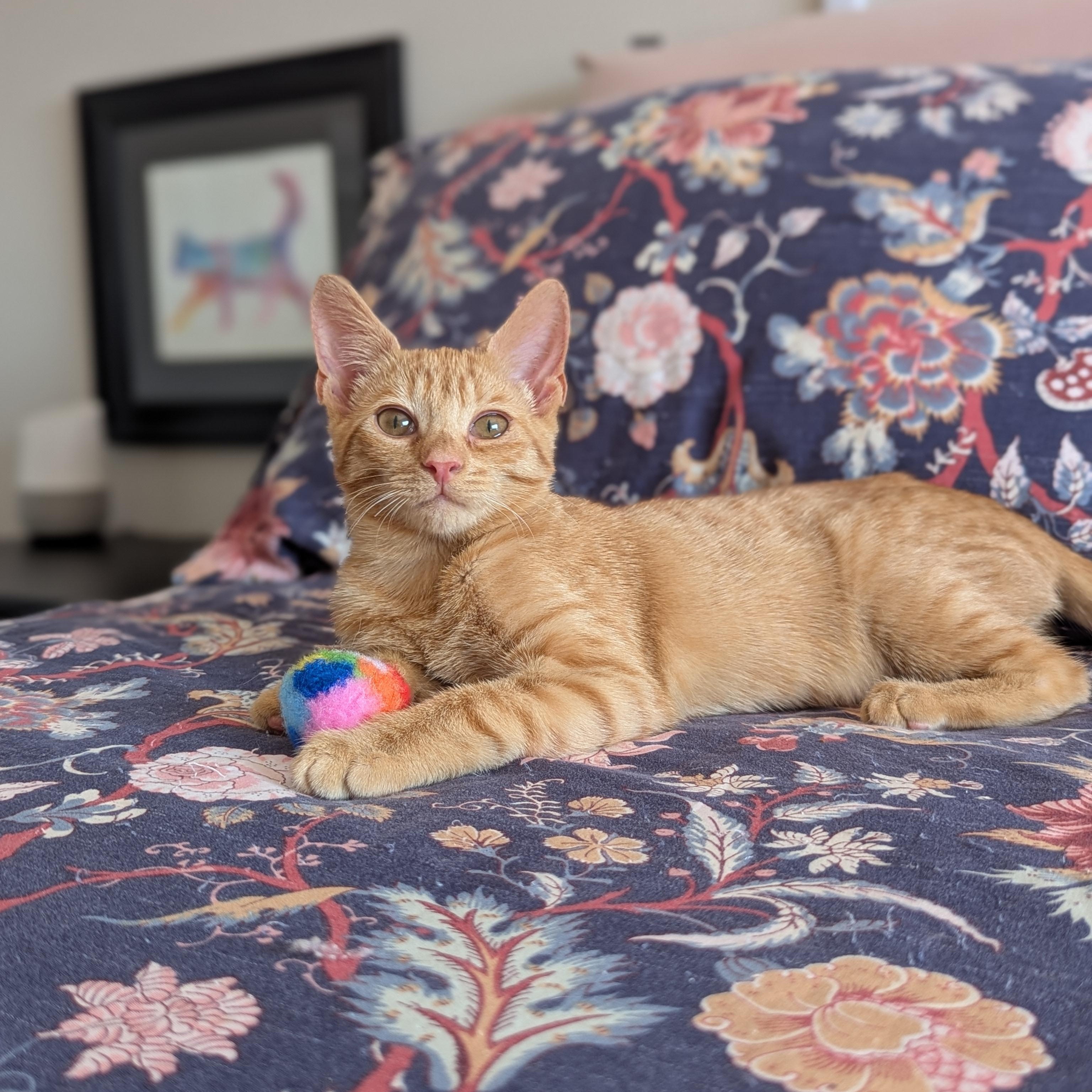 Dian (The Little Legends litter), ADOPTABLE, Kitten Female Domestic Short Hair.