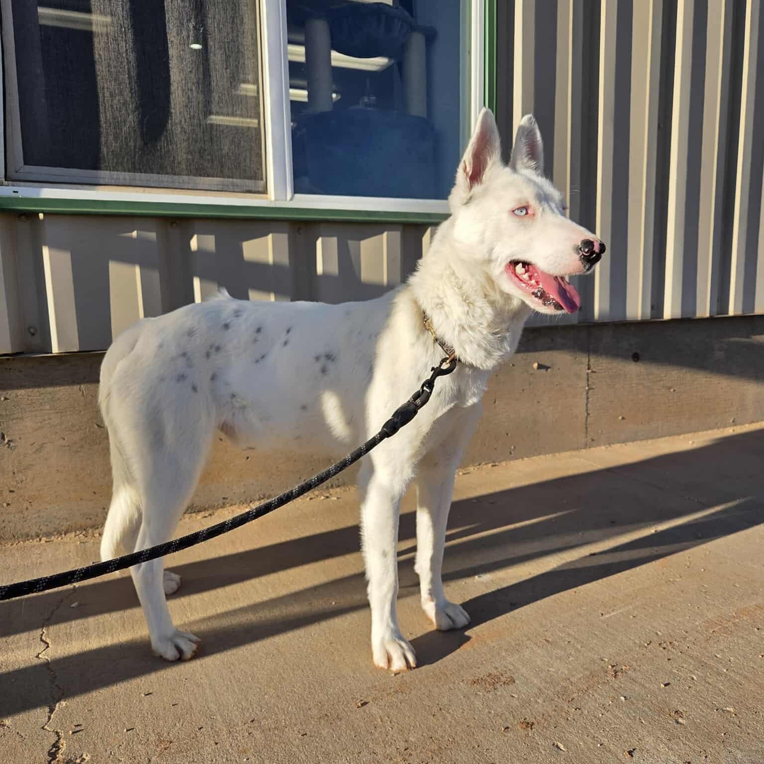 Enlarge Hyena, a ADOPTABLE mixed breed in Roosevelt, UT image 2/5