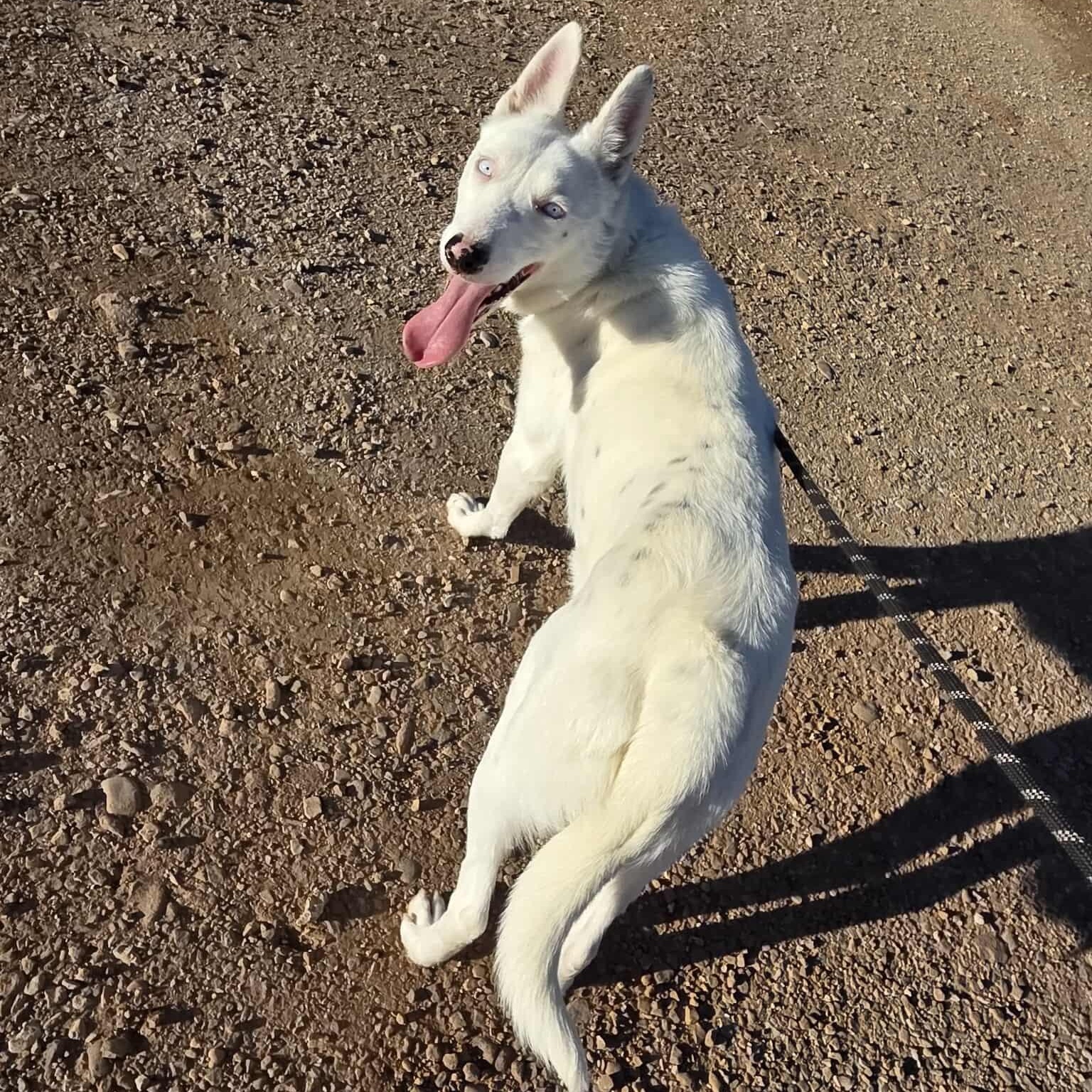 Enlarge Hyena, a ADOPTABLE mixed breed in Roosevelt, UT image 4/5