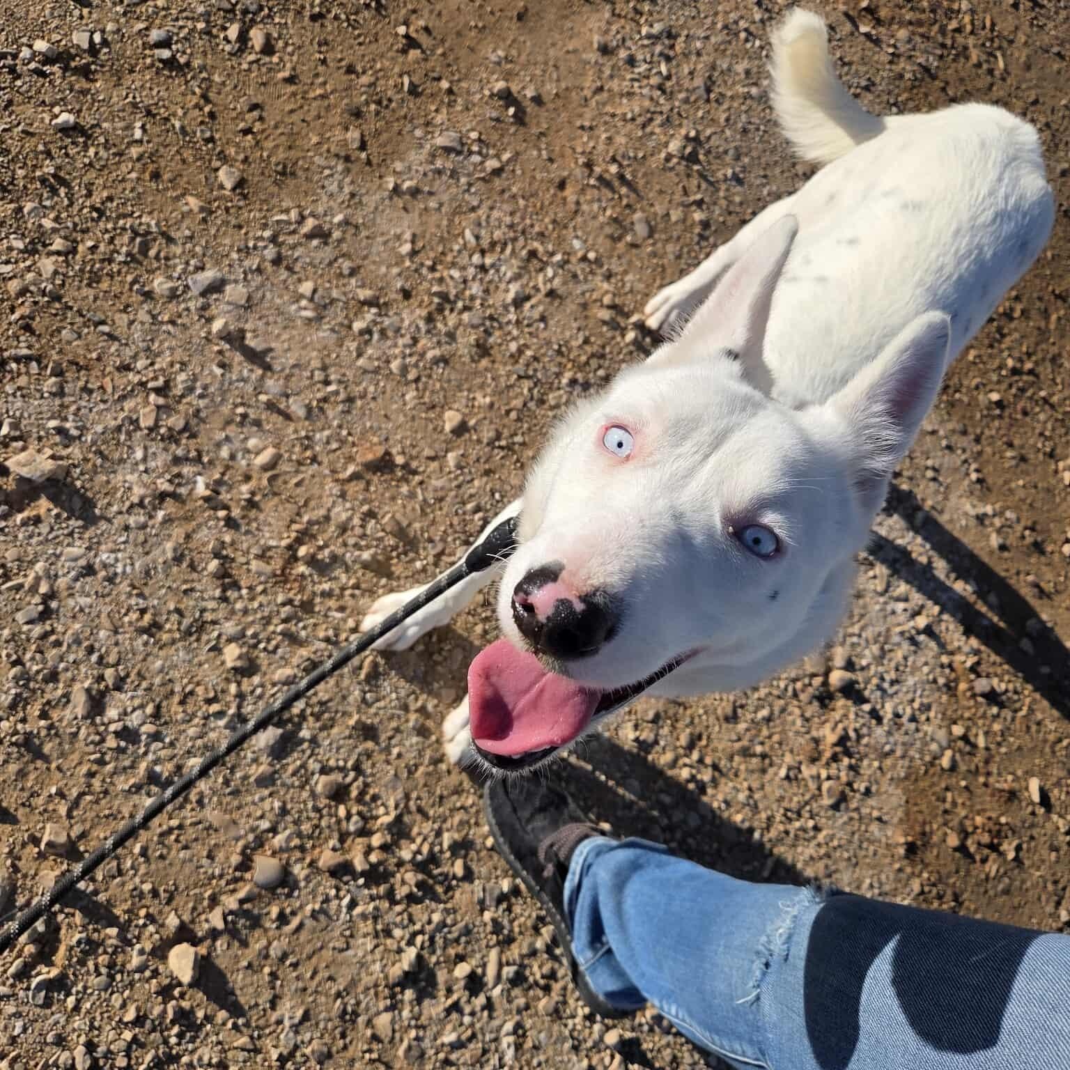 Enlarge Hyena, a ADOPTABLE mixed breed in Roosevelt, UT image 5/5
