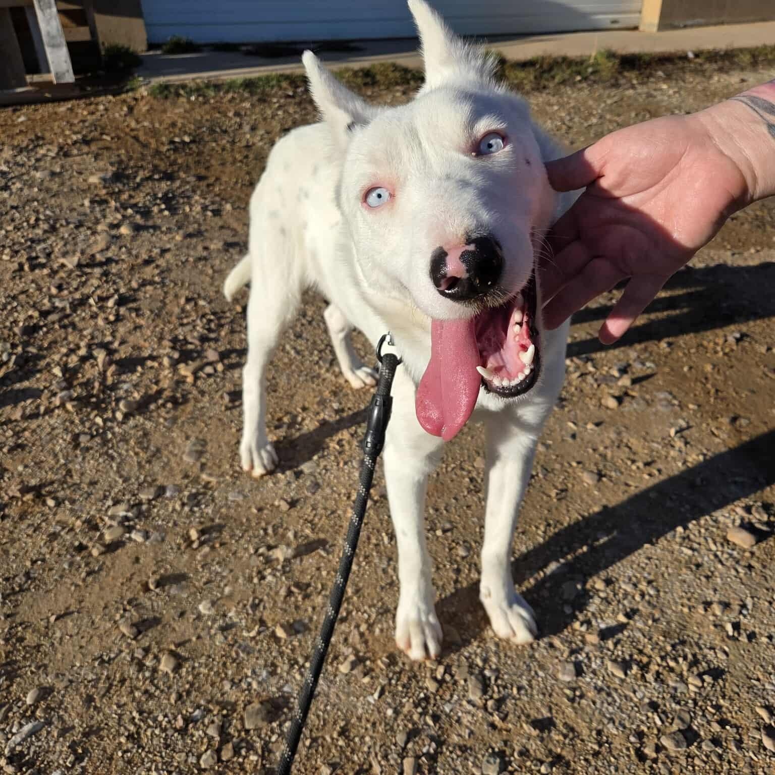 Enlarge Hyena, a ADOPTABLE mixed breed in Roosevelt, UT image 3/5