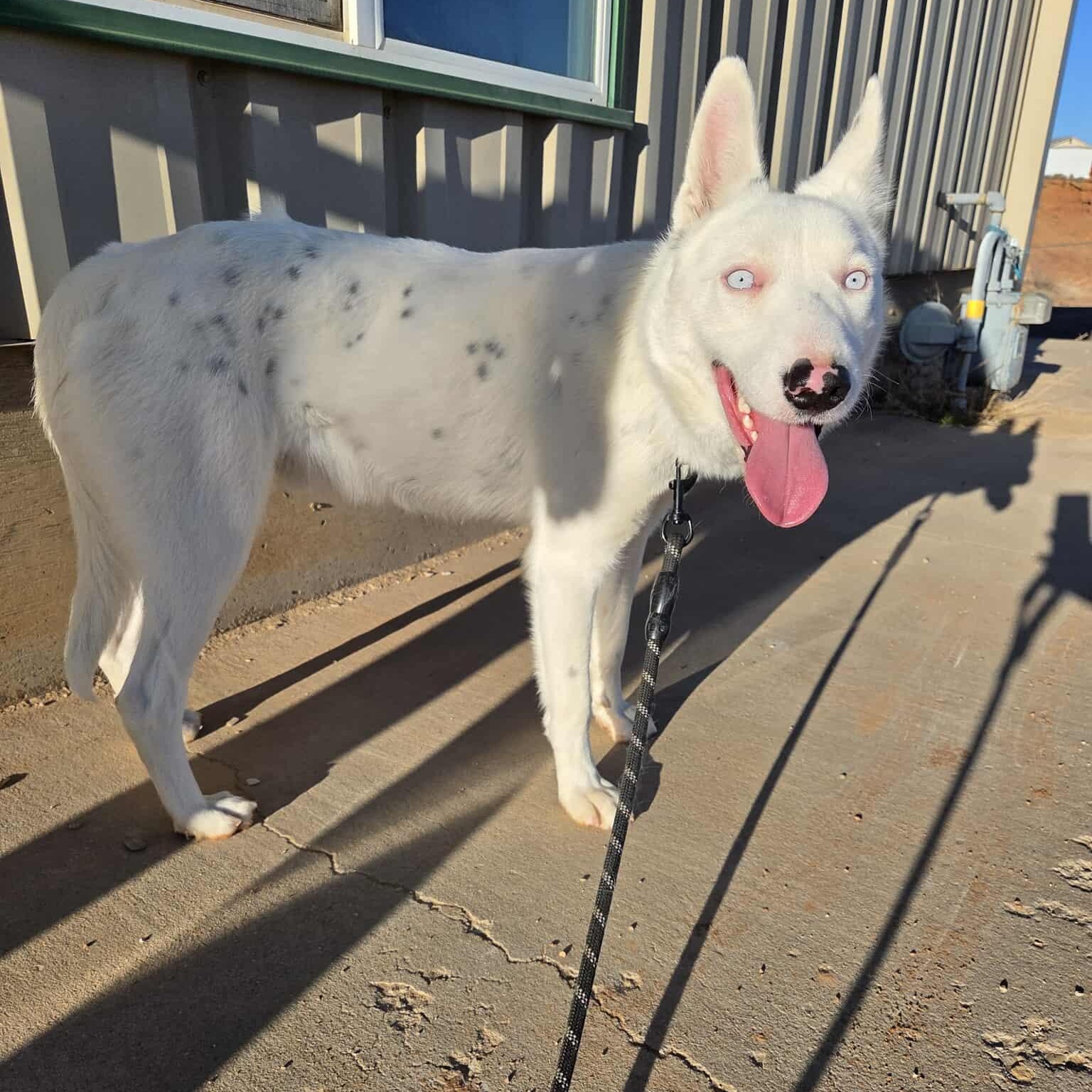 Enlarge Hyena, a ADOPTABLE mixed breed in Roosevelt, UT image 1/5