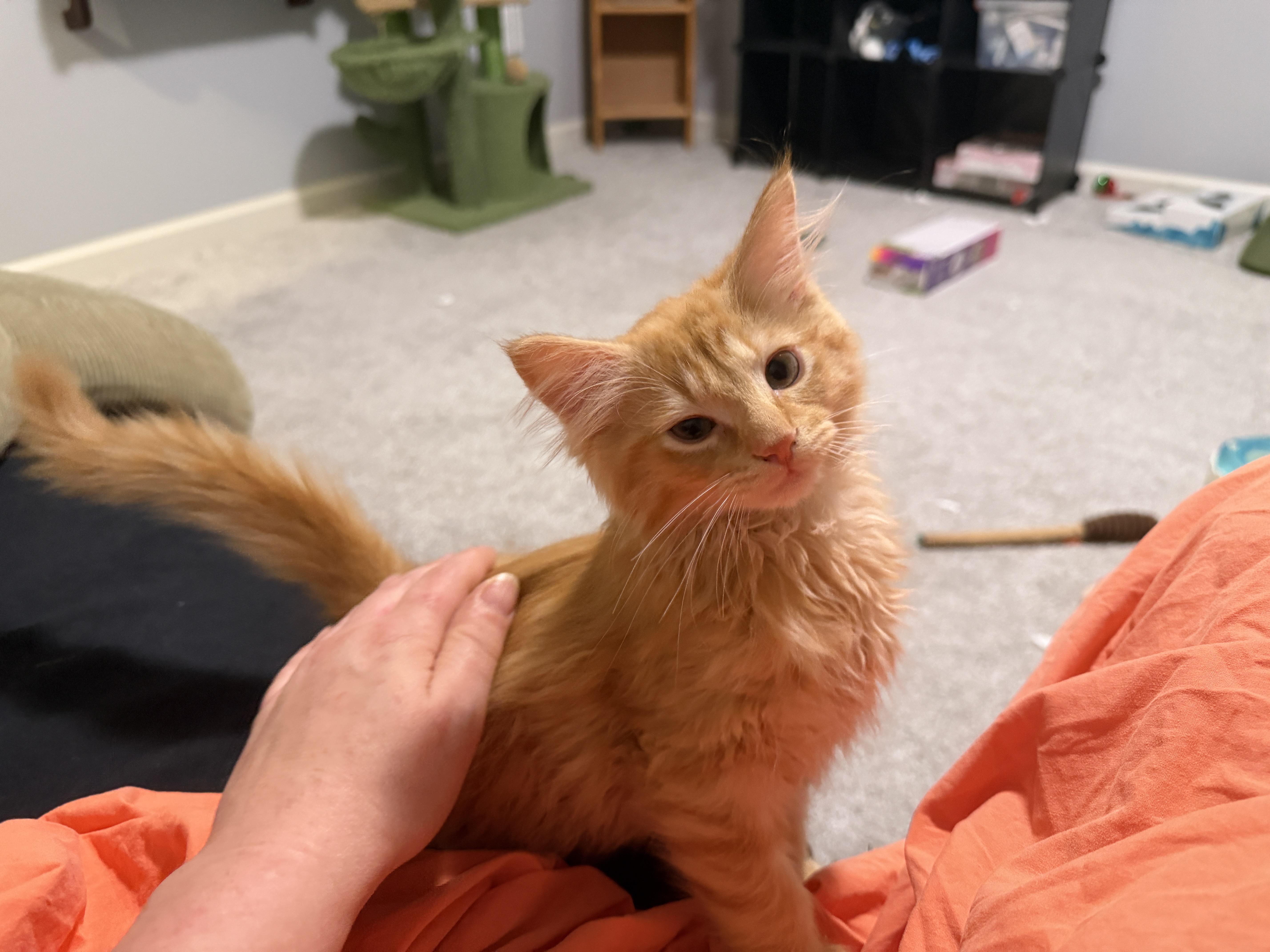Salsa, an adopted mixed breed in Indianapolis, IN image 4/6