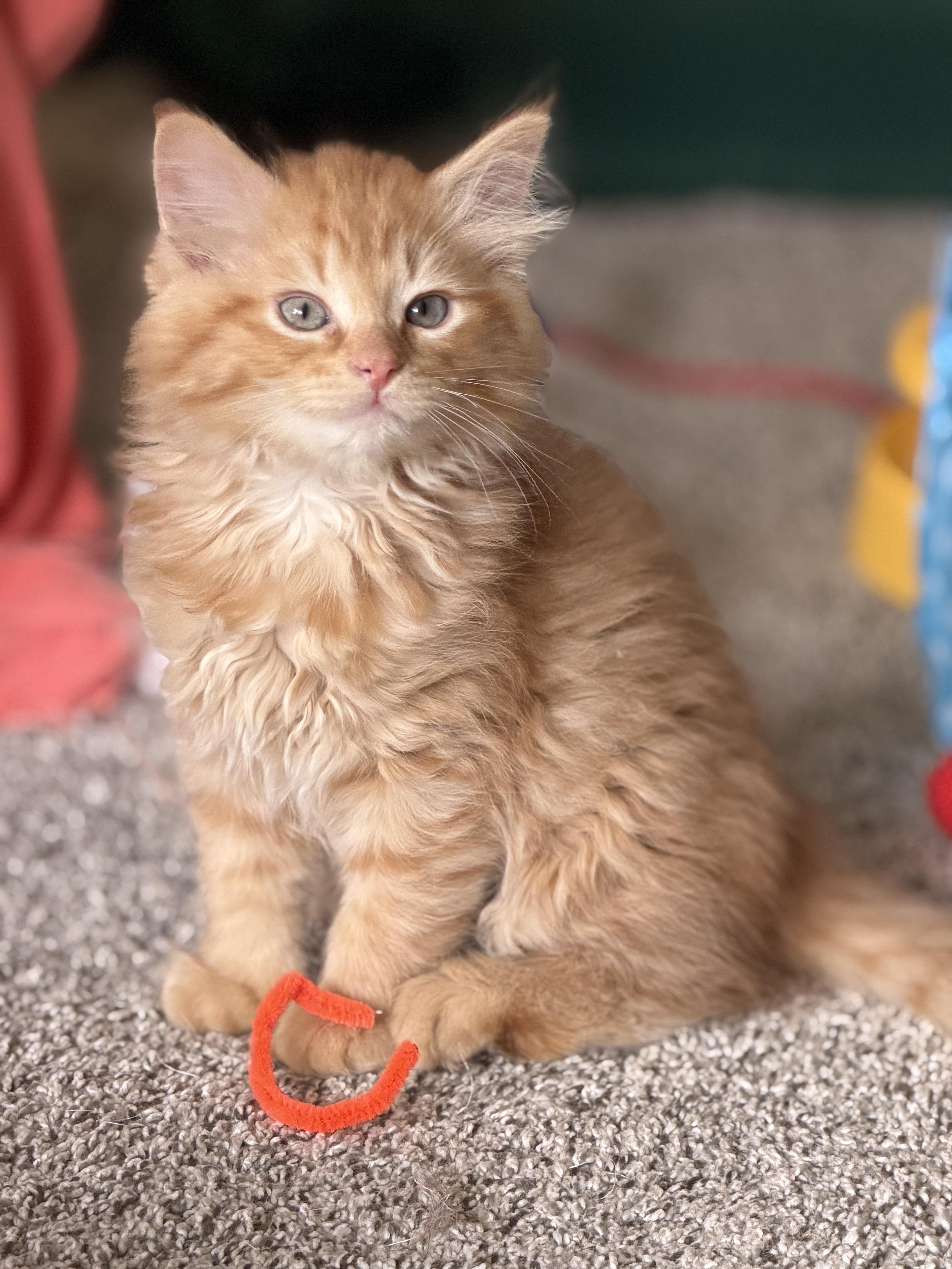 Salsa, an adopted mixed breed in Indianapolis, IN image 1/6