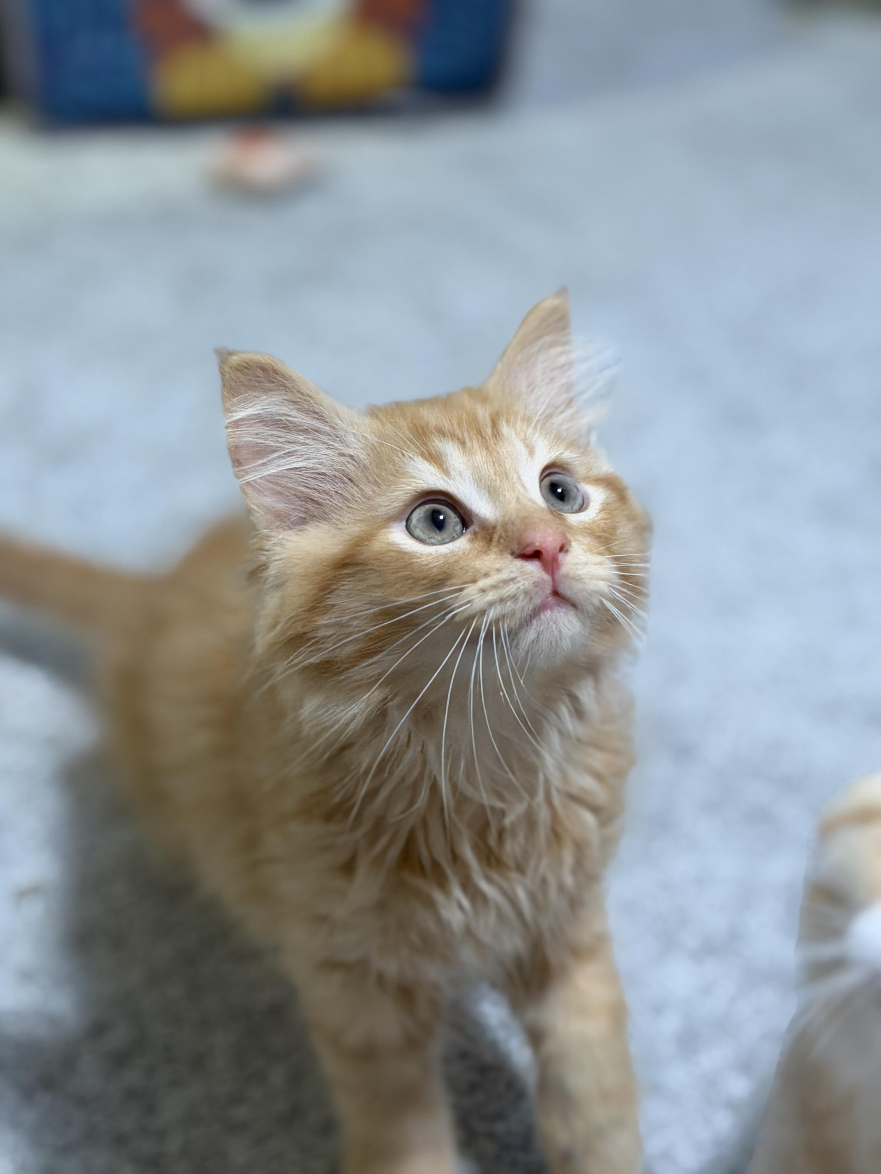 Salsa, an adopted mixed breed in Indianapolis, IN image 5/6