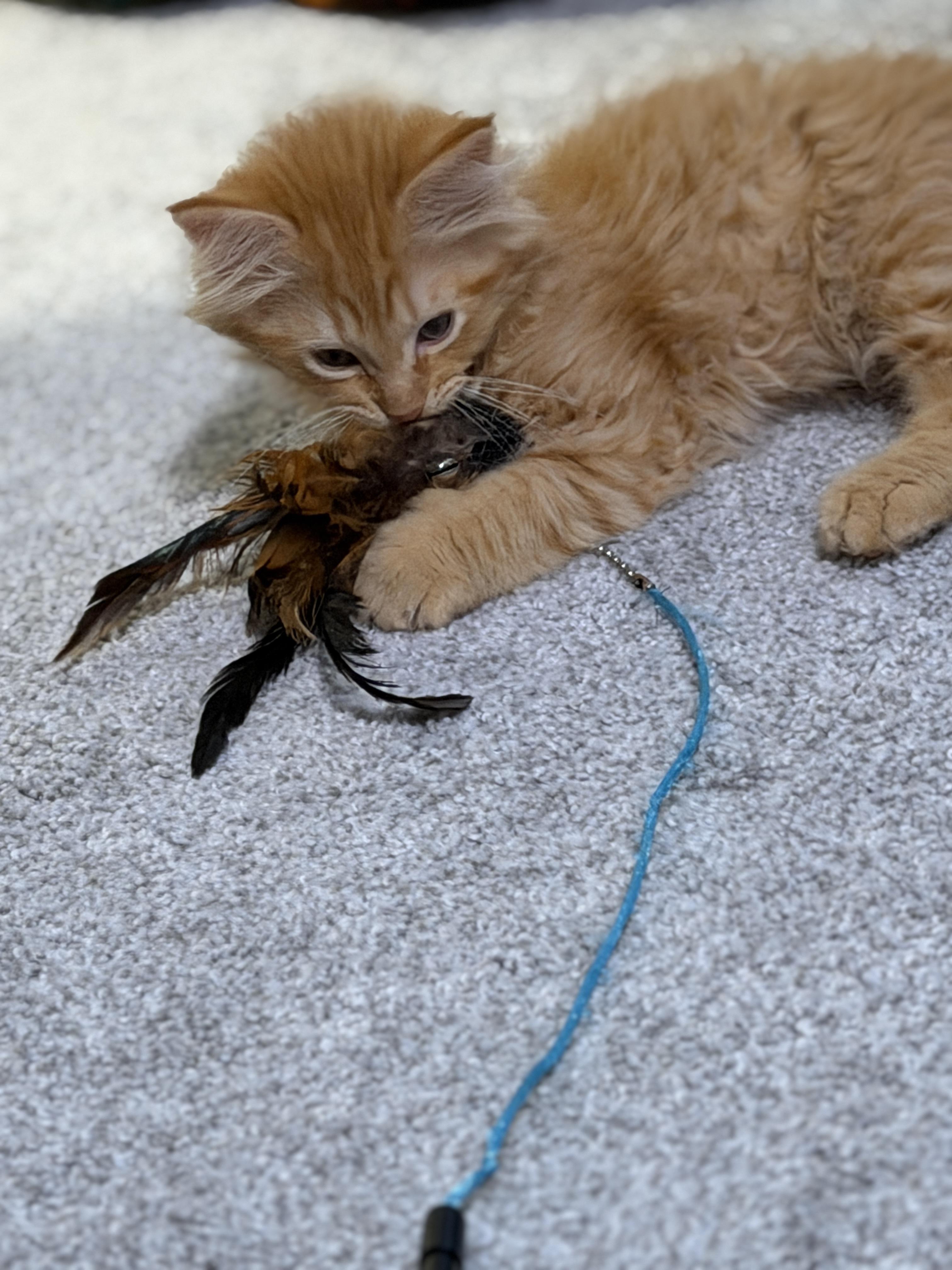 Salsa, an adopted mixed breed in Indianapolis, IN image 2/6