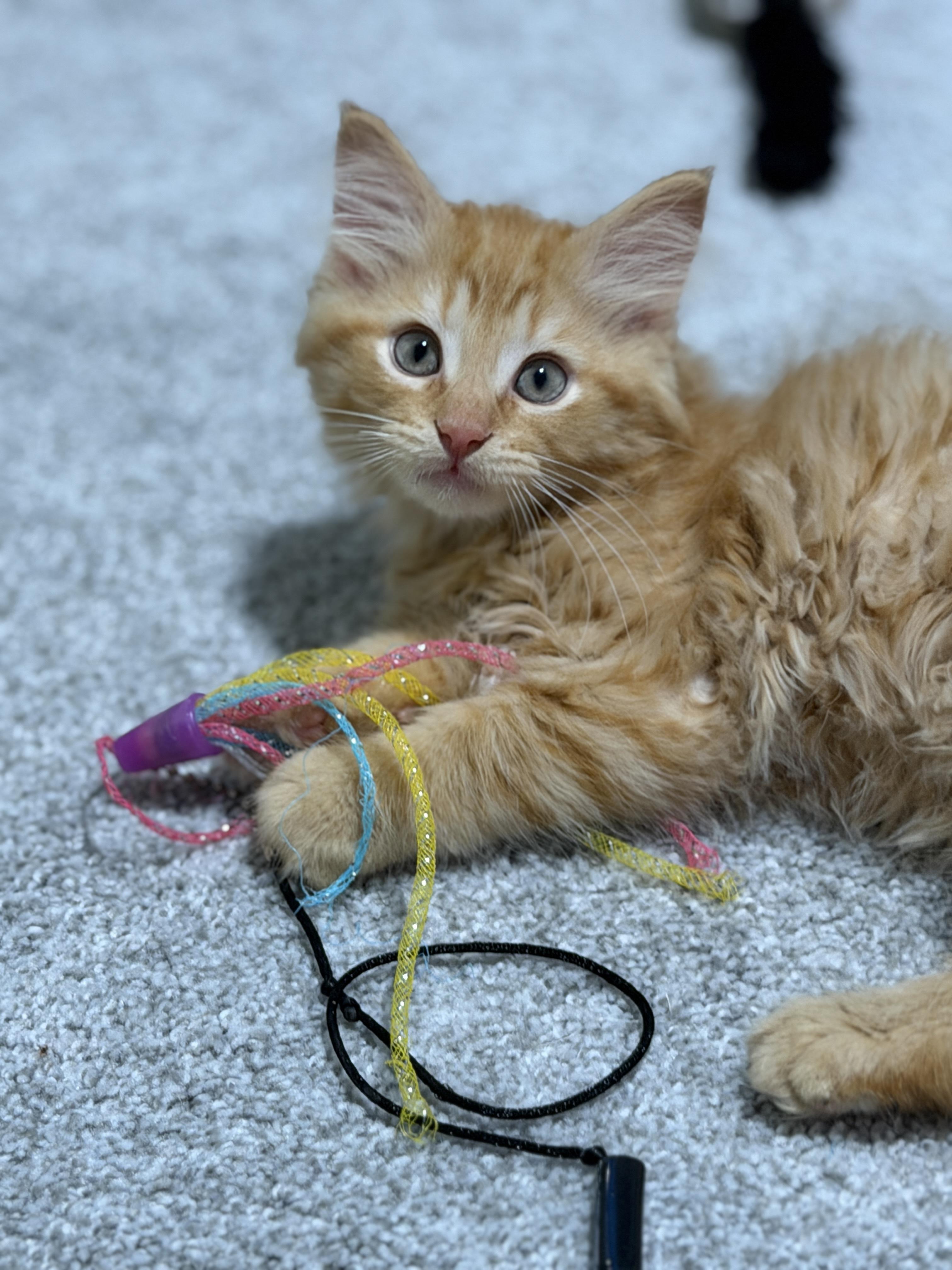Salsa, an adopted mixed breed in Indianapolis, IN image 3/6