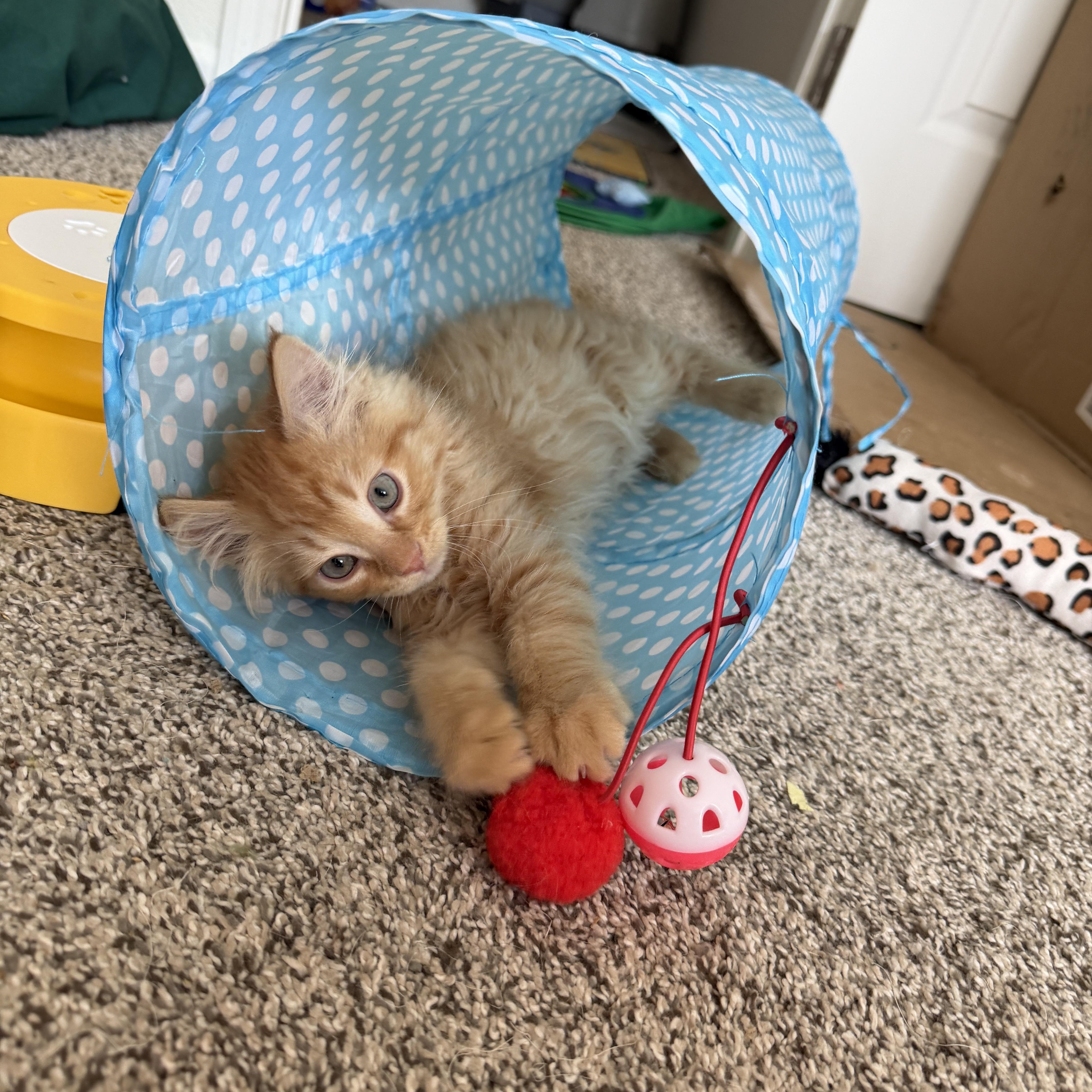 Salsa, an adopted mixed breed in Indianapolis, IN image 6/6