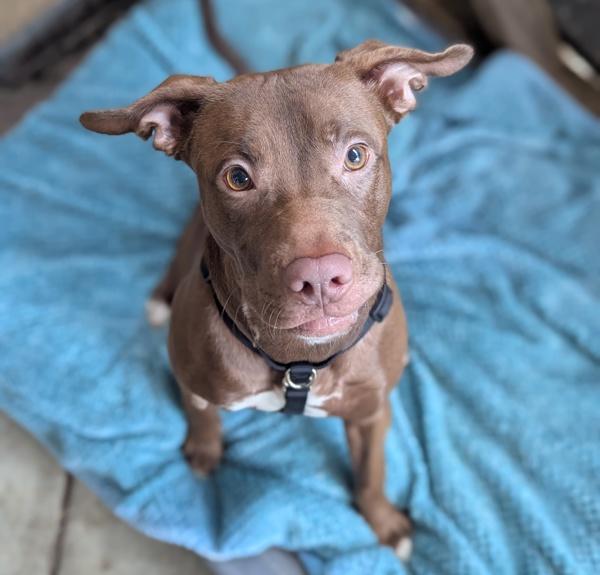 Thistle, Adoptable, Young Female Mixed Breed.