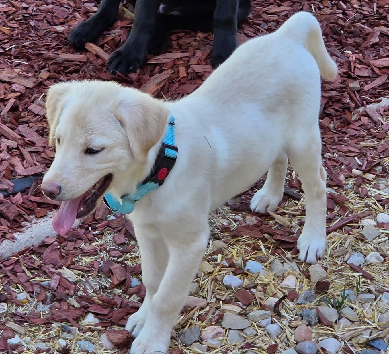 Enlarge Hugo, a Adopted mixed breed in Cottonwood Heights, UT image 1/6