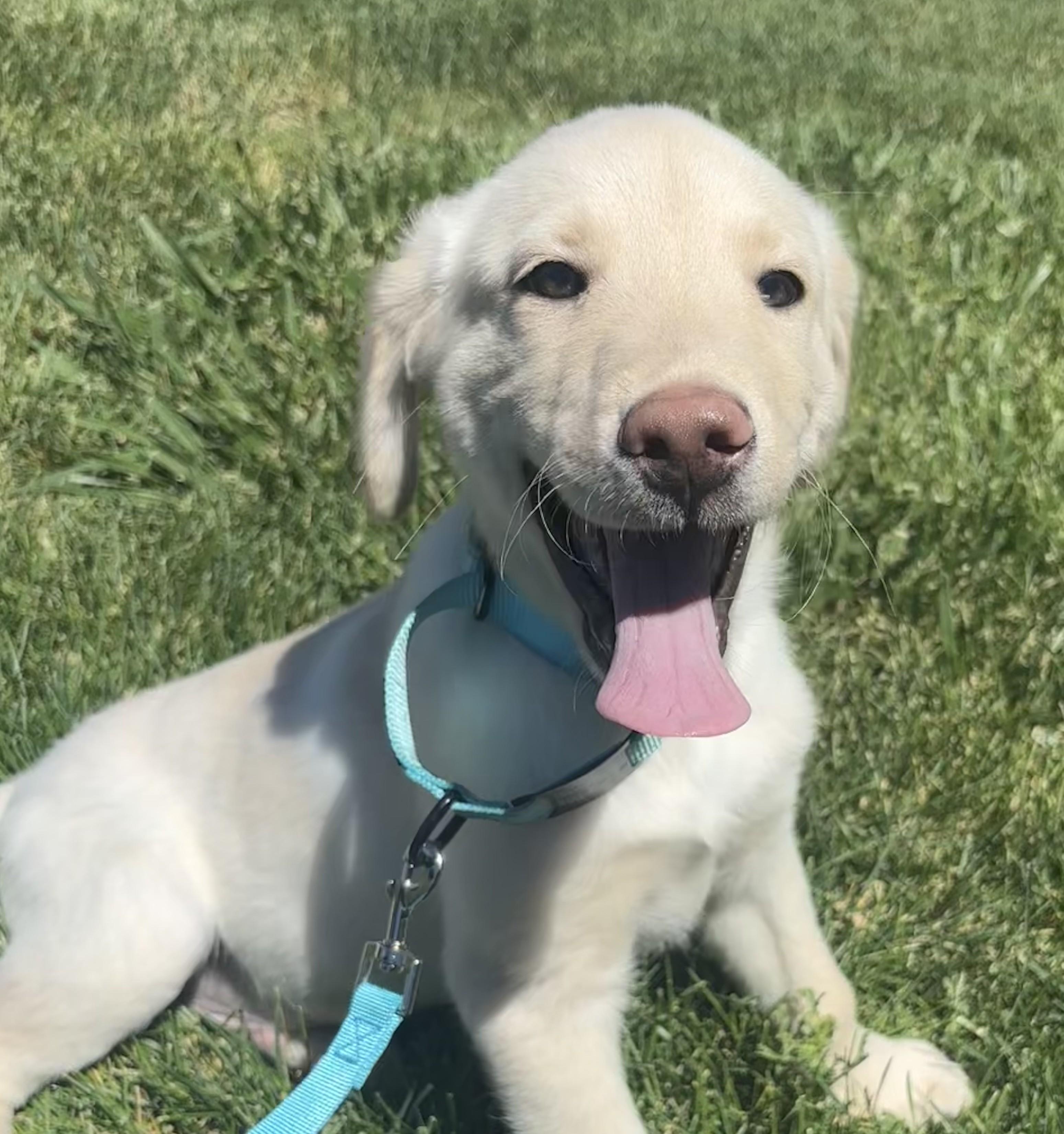 Enlarge Hugo, a Adopted mixed breed in Cottonwood Heights, UT image 2/6