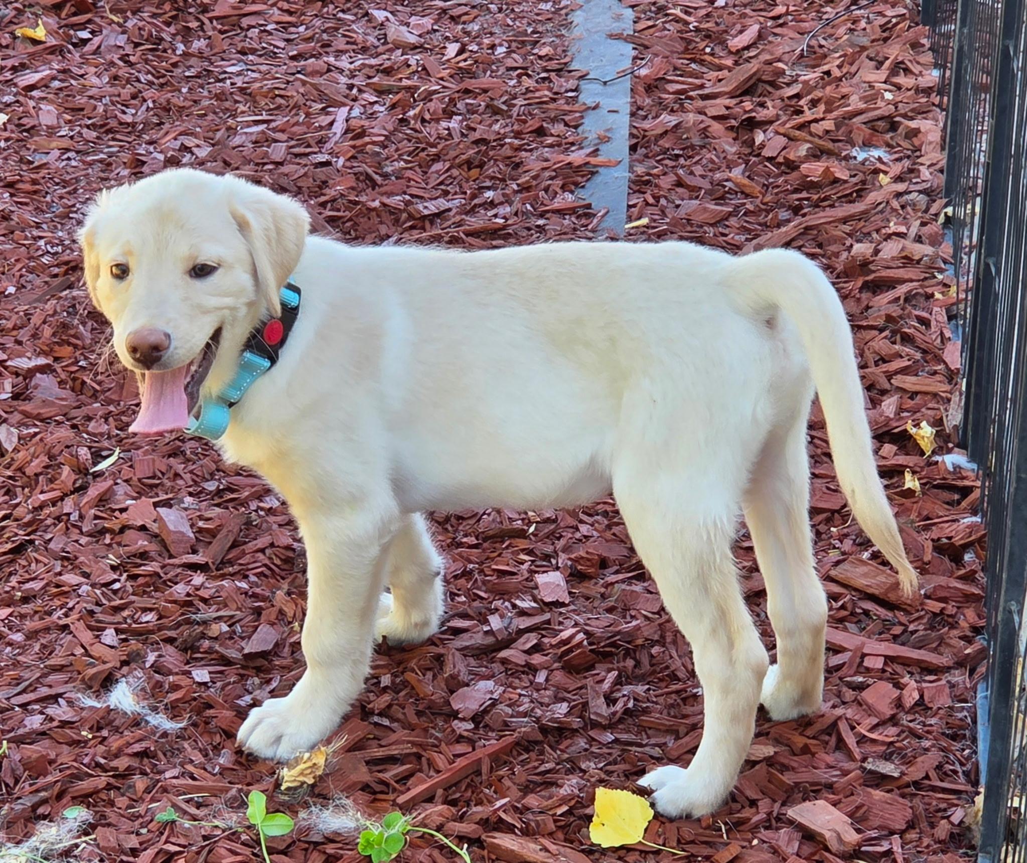Enlarge Hugo, a Adopted mixed breed in Cottonwood Heights, UT image 3/6