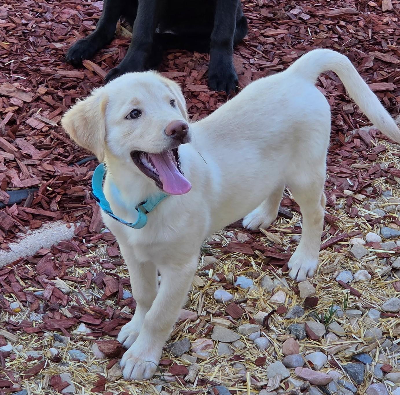 Enlarge Hugo, a Adopted mixed breed in Cottonwood Heights, UT image 4/6