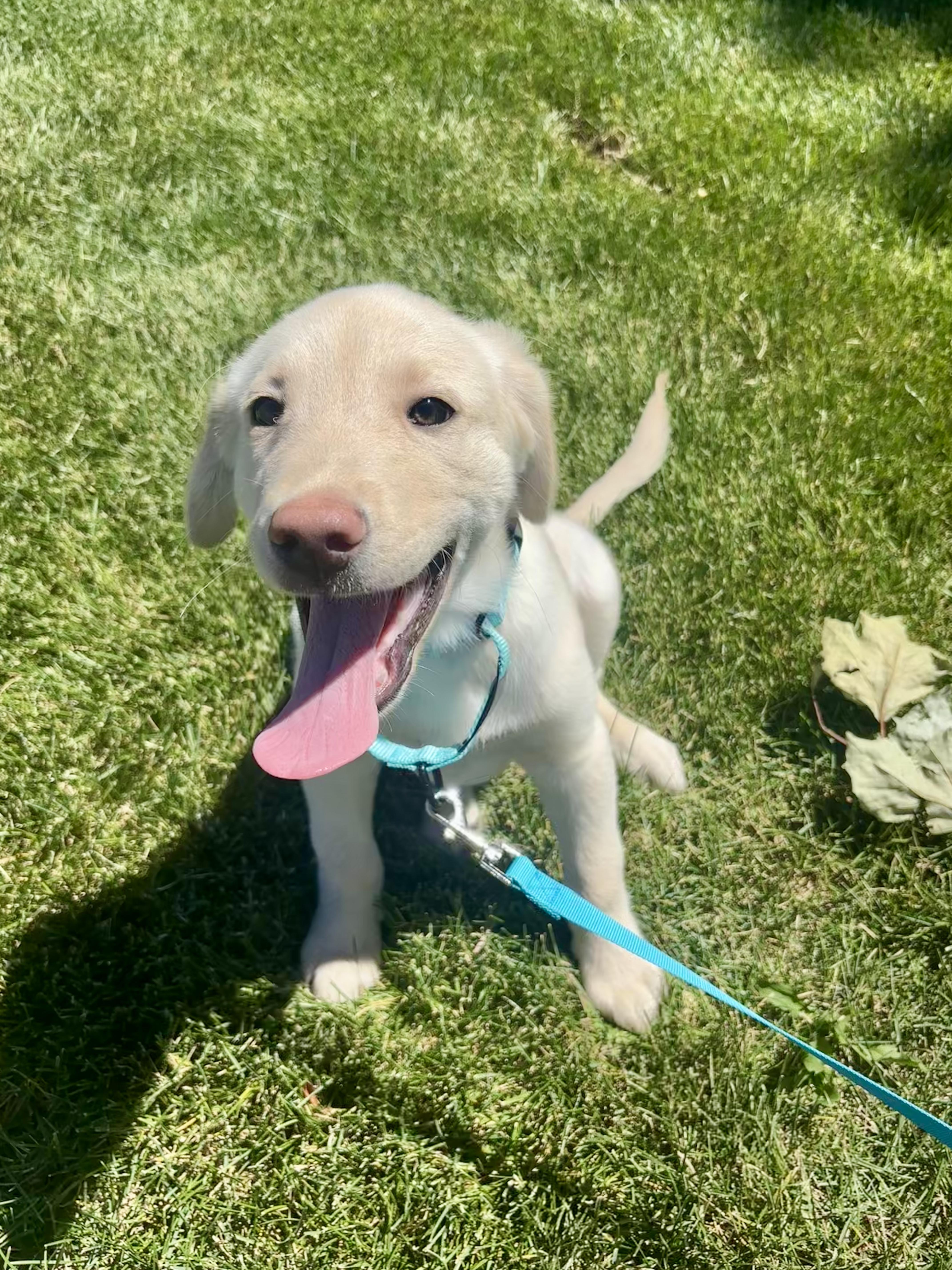 Enlarge Hugo, a Adopted mixed breed in Cottonwood Heights, UT image 5/6