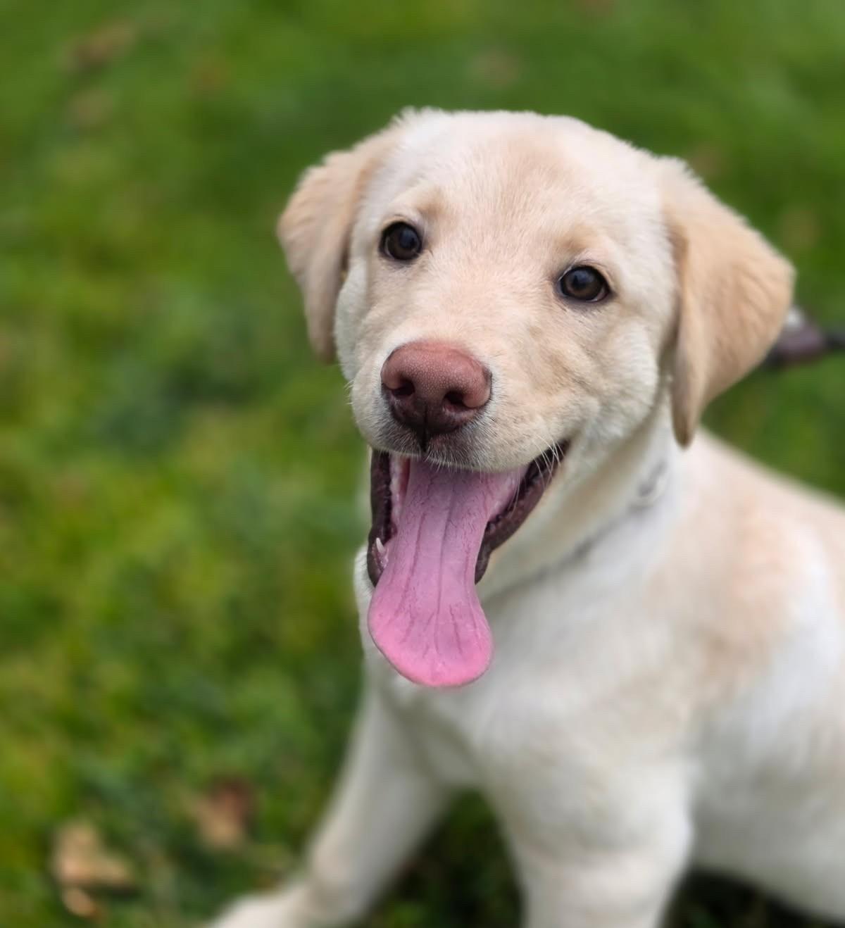 Enlarge Hugo, a Adopted mixed breed in Cottonwood Heights, UT image 6/6