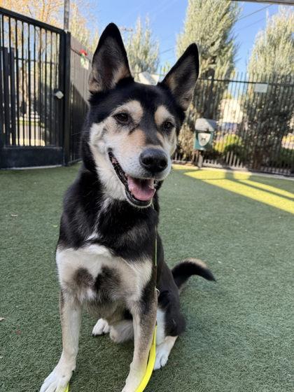 Kip, Adoptable, Senior Male Alaskan Malamute & Rottweiler.