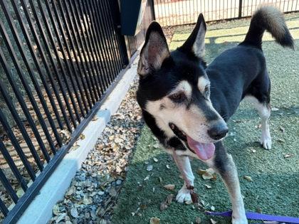 Kip, a Adoptable mixed breed in Roseville, CA image 2/3