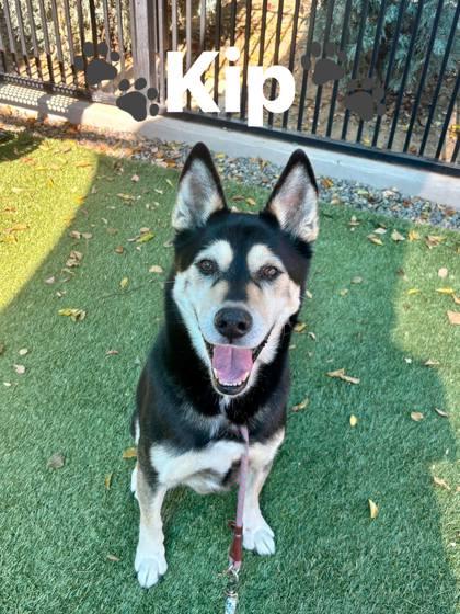 Kip, a Adoptable mixed breed in Roseville, CA image 3/3