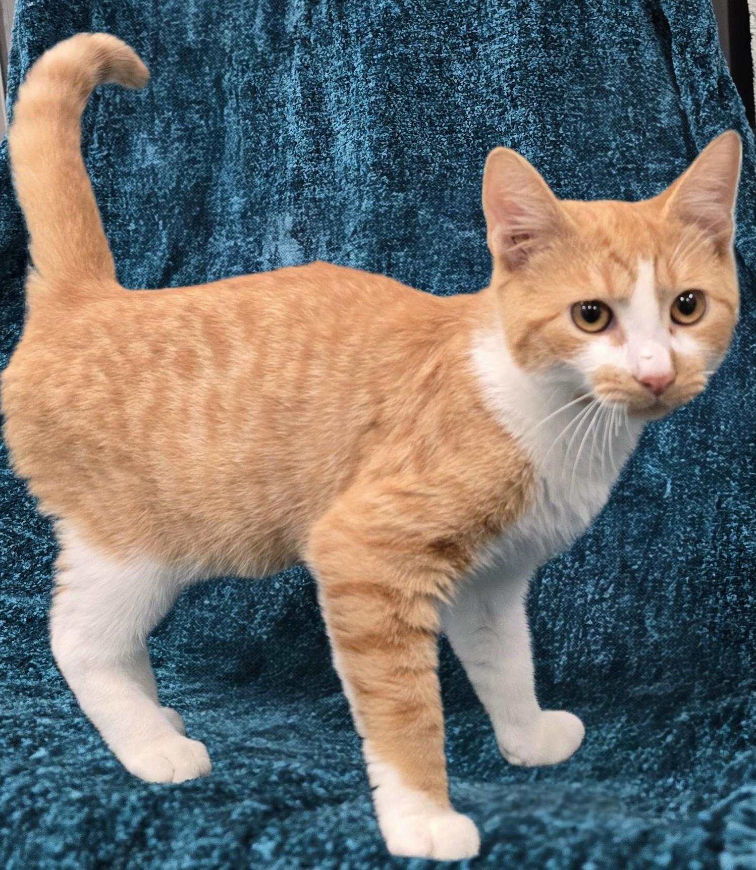 Cat for adoption 5408 Frost, a Domestic Short Hair Mix in Amityville