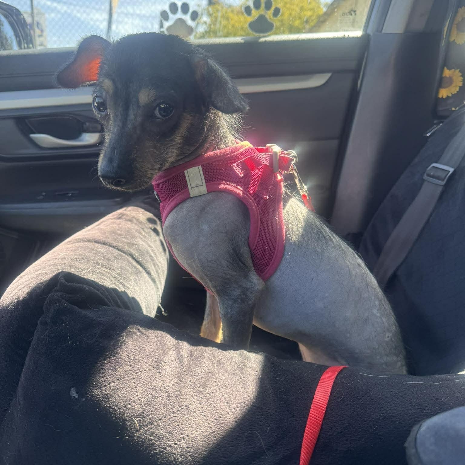 Enlarge MAYA 7 months 11 lbs, an adopted Xoloitzcuintli / Mexican Hairless in Aliso Viejo, CA image 4/5