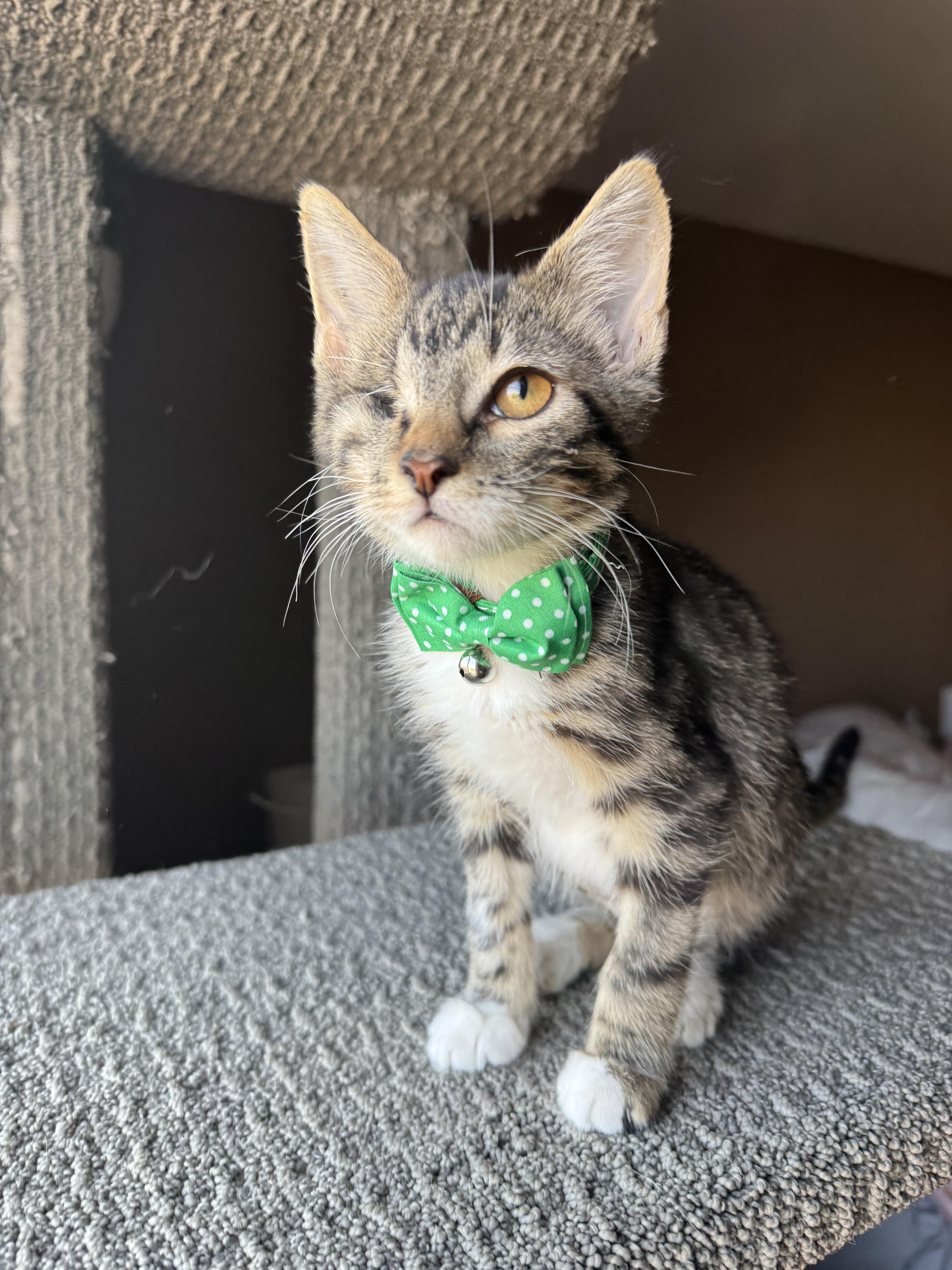 Holden, Adopted, Young Male Domestic Short Hair.