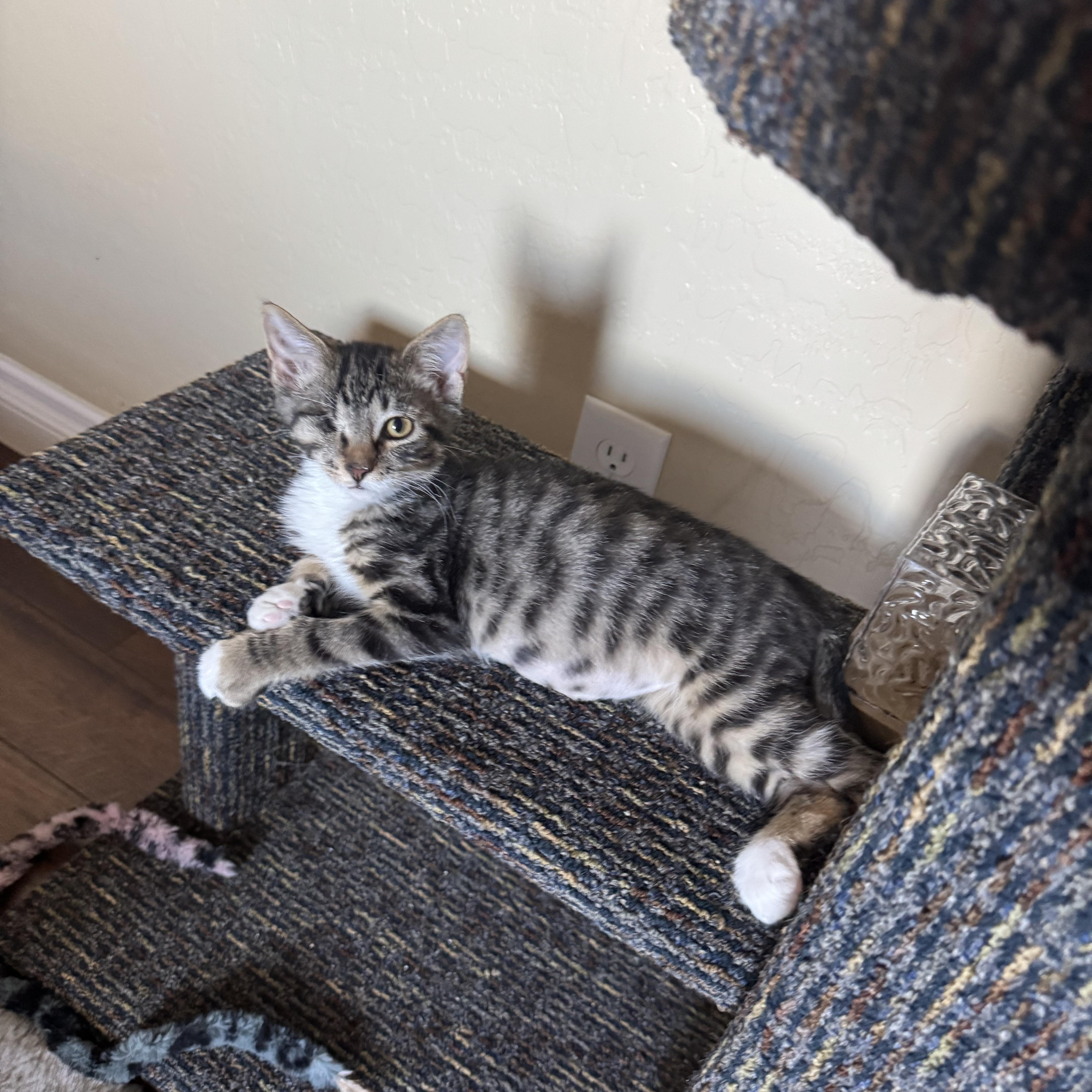 Holden, Adopted, Young Male Domestic Short Hair.