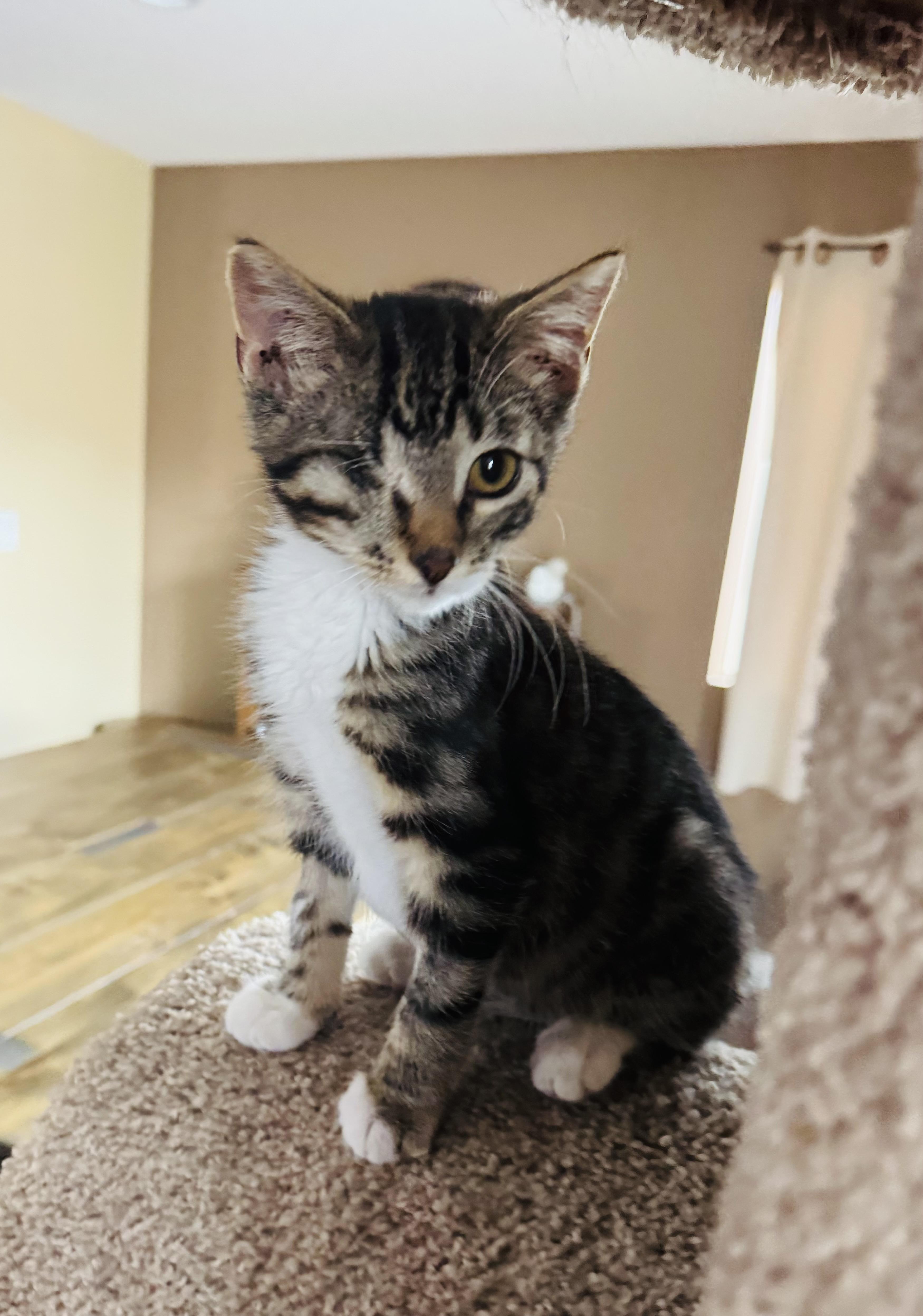 Enlarge Holden, a Adopted mixed breed in Las Vegas, NV image 3/4