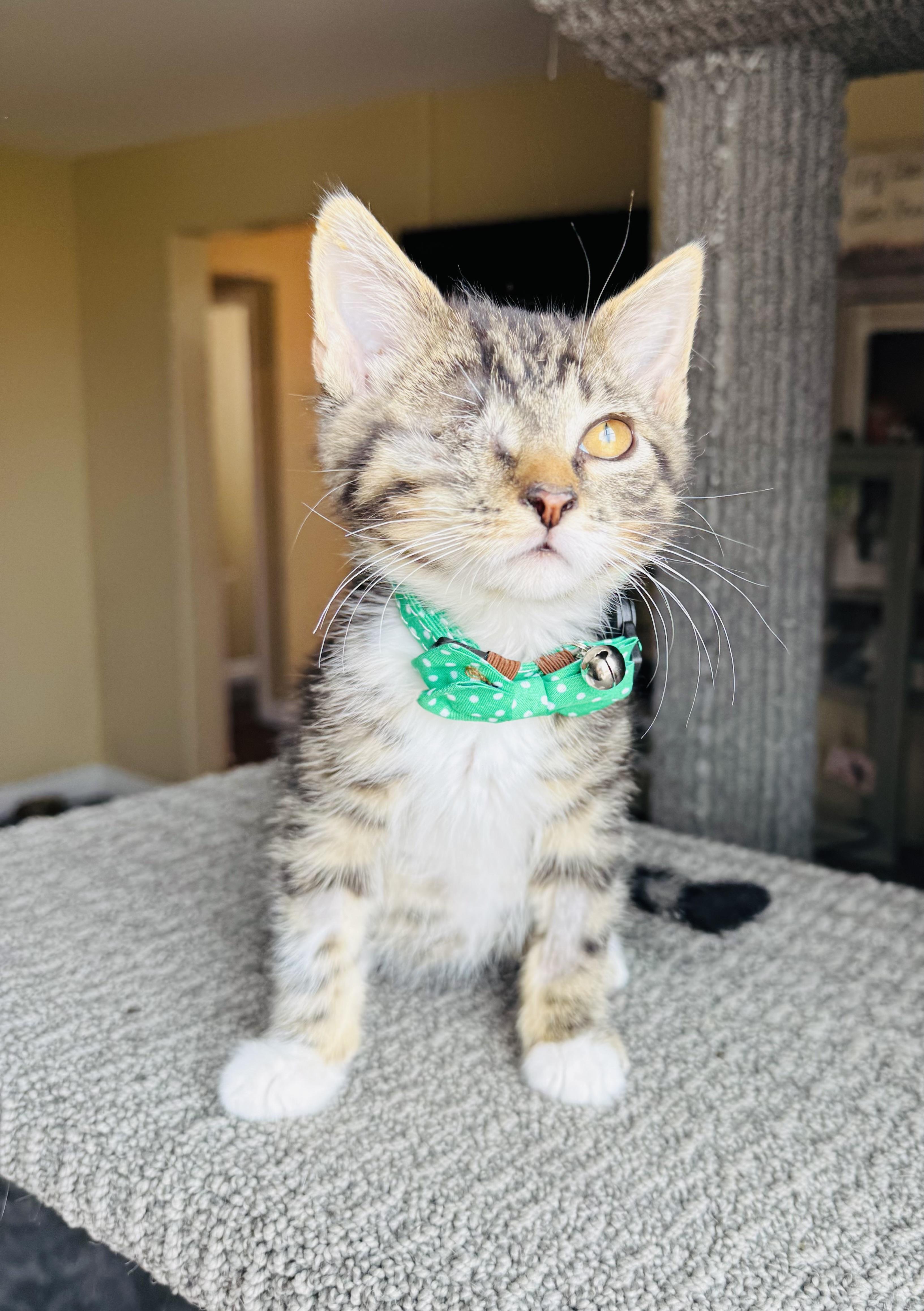 Holden, Adopted, Young Male Domestic Short Hair.