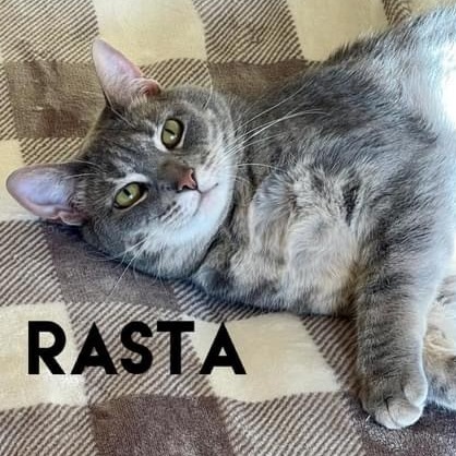 Rasta, a Adoptable mixed breed in Orland Park, IL image 1/16