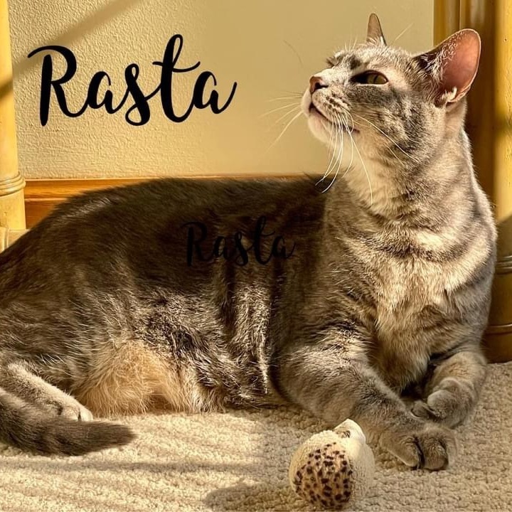 Rasta, a Adoptable mixed breed in Orland Park, IL image 2/16