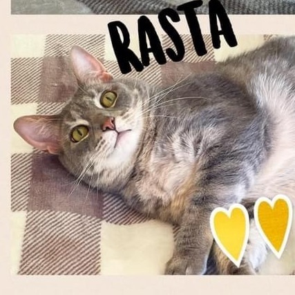 Rasta, a Adoptable mixed breed in Orland Park, IL image 3/16