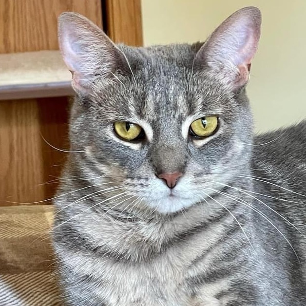 Rasta, a Adoptable mixed breed in Orland Park, IL image 4/16