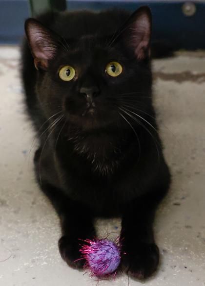 Faith, Adoptable, Young Female Domestic Short Hair & Domestic Short Hair.