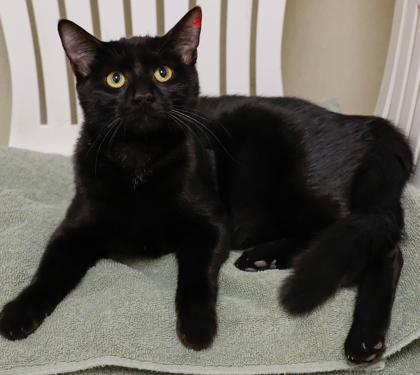 Faith, Adoptable, Young Female Domestic Short Hair & Domestic Short Hair.