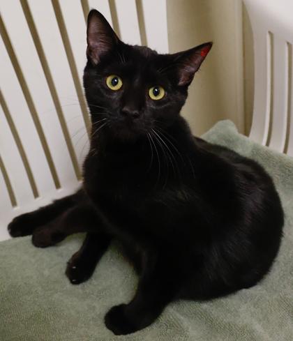 Enlarge Faith, a Adoptable mixed breed in Baraboo, WI image 2/3