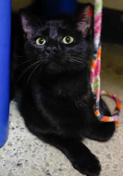 Enlarge Faith, a Adoptable mixed breed in Baraboo, WI image 3/3