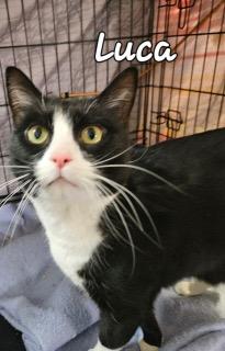 Enlarge Luca, a ADOPTABLE Domestic Short Hair in Middletown, CT image 2/3