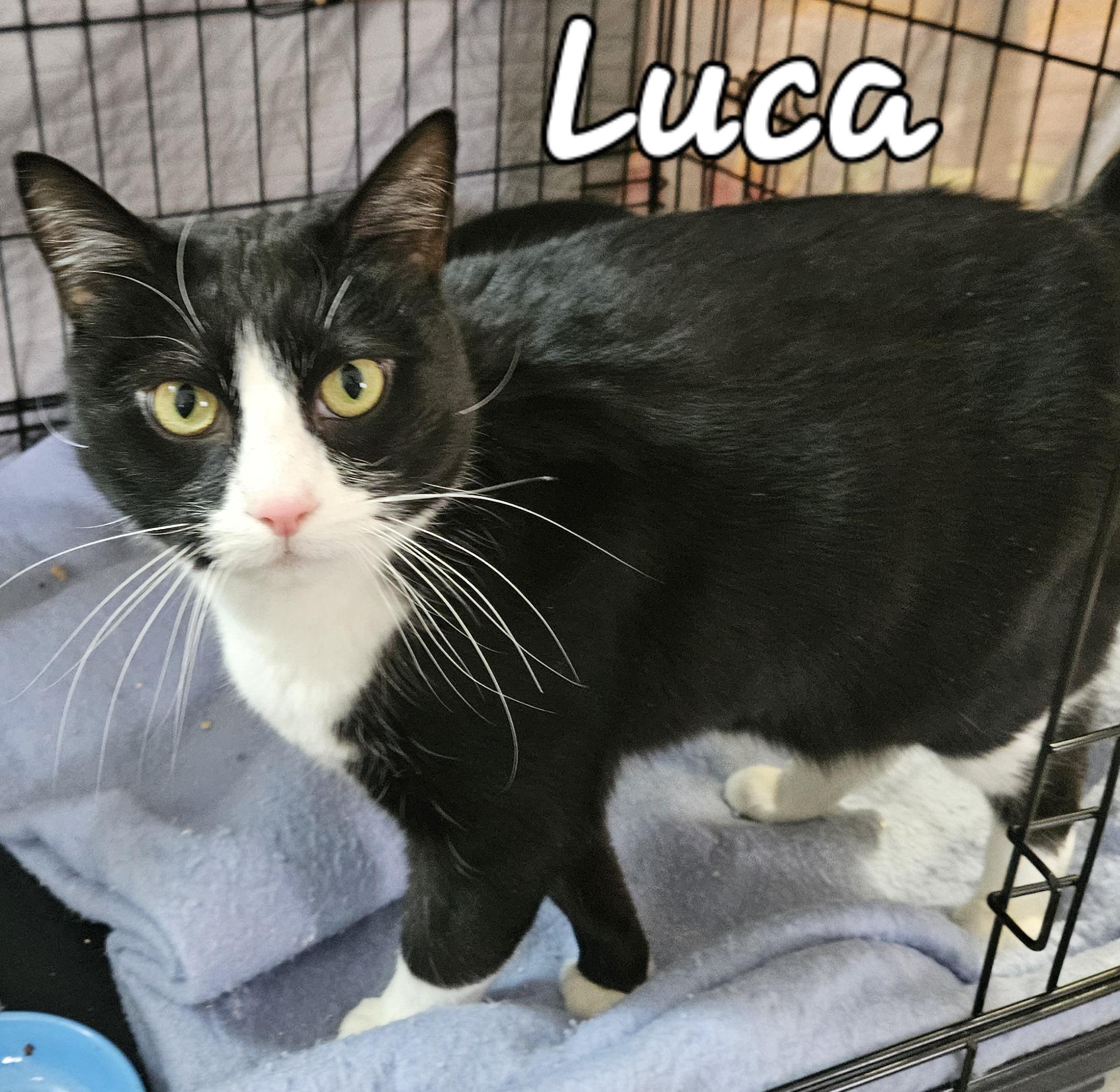 Enlarge Luca, a ADOPTABLE Domestic Short Hair in Middletown, CT image 3/3