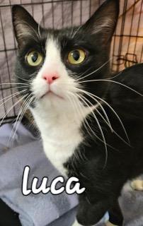 Luca, ADOPTABLE, Adult Male Domestic Short Hair.