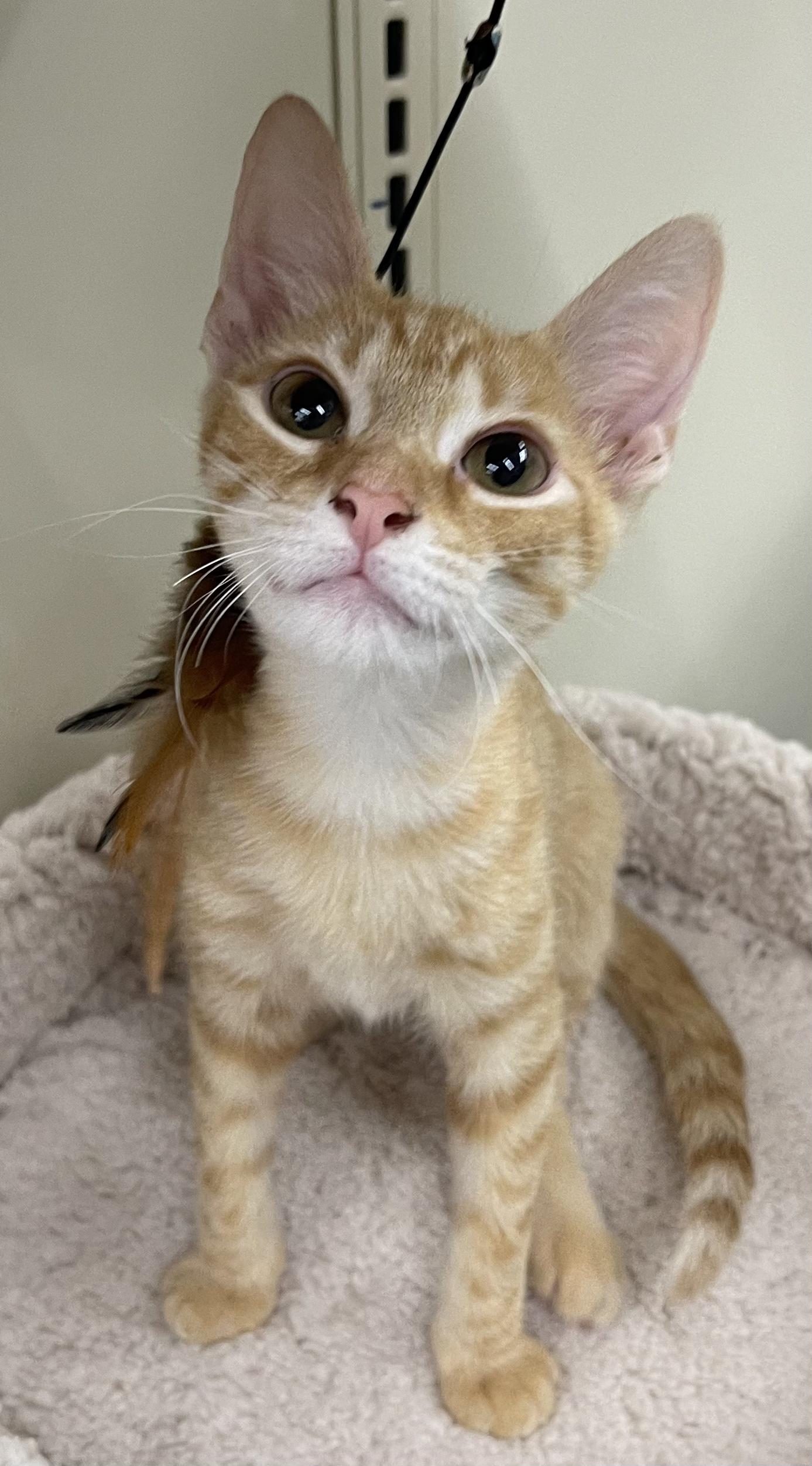 Freddie-Portofino PetSmart