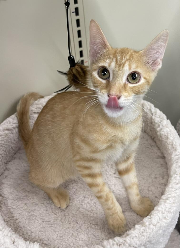 Freddie-Portofino PetSmart
