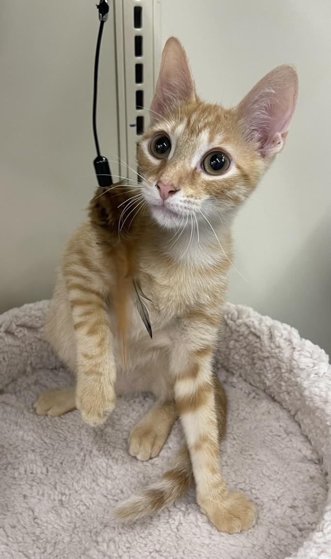 Freddie-Portofino PetSmart