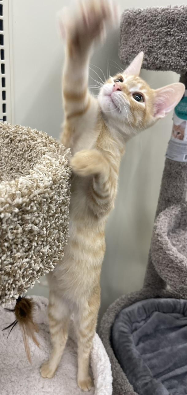 Freddie-Portofino PetSmart