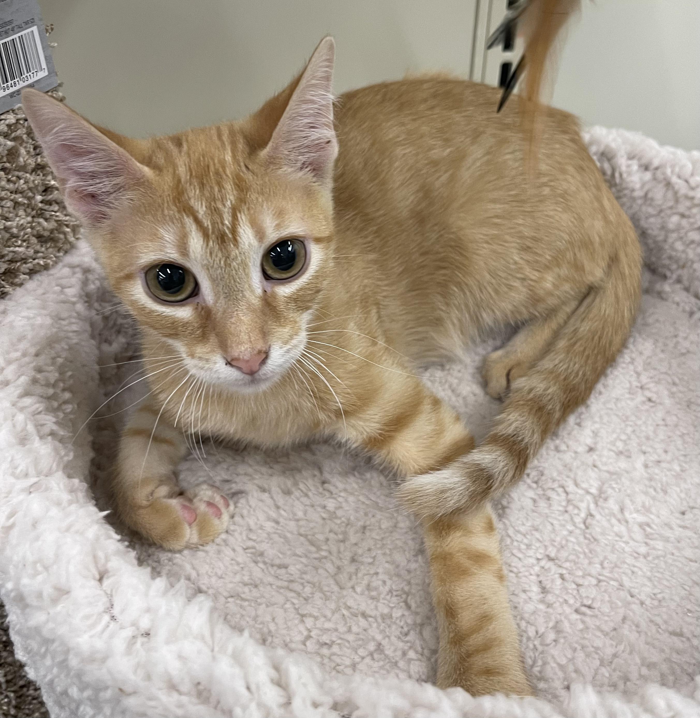 Freddie-Portofino PetSmart